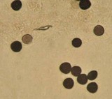 Parasola miser image