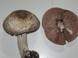 Agaricus hondensis image