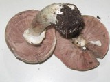Agaricus hondensis image