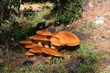 Gymnopilus ventricosus image