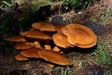Gymnopilus ventricosus image