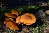 Gymnopilus ventricosus image