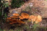 Gymnopilus ventricosus image