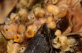 Sphaerobolus stellatus image