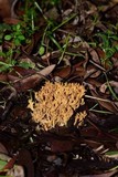 Phaeoclavulina myceliosa image
