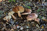 Tricholoma dryophilum image