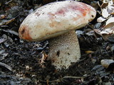 Leccinum manzanitae image