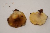 Hygrophorus hypothejus image
