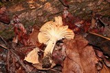 Cuphophyllus pratensis image