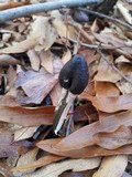 Tolypocladium longisegmentatum image