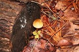 Pluteus romellii image