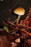 Pluteus romellii image