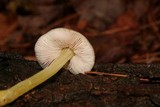 Pluteus romellii image