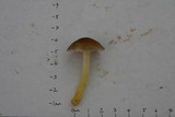 Pluteus romellii image