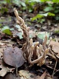 Clavulina rugosa image