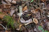 Lactarius griseus image