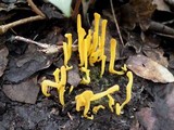 Clavulinopsis laeticolor image