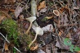 Lactarius griseus image