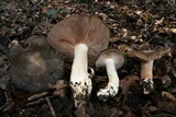 Entoloma ferruginans image