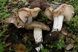 Entoloma lividoalbum image