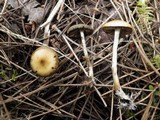 Psilocybe azurescens image