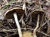 Psilocybe azurescens image