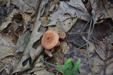 Lactarius griseus image