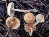 Gymnopilus penetrans image