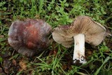 Hebeloma theobrominum image