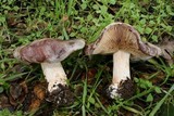Hebeloma theobrominum image