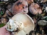 Lactarius argillaceifolius image
