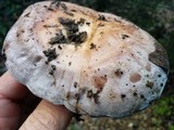 Lactarius argillaceifolius image