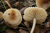 Marasmius albogriseus image