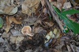 Lactarius griseus image