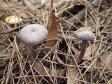 Laccaria amethystina image