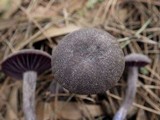 Laccaria amethystina image
