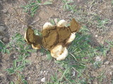 Calvatia booniana image