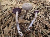 Laccaria amethystina image