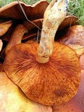Gymnopilus ventricosus image