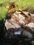 Gymnopilus ventricosus image