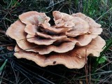 Abortiporus biennis image