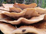 Abortiporus biennis image