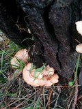 Abortiporus biennis image