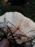 Abortiporus biennis image