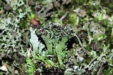 Cladonia phyllophora image