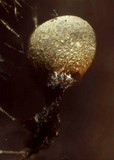 Craterium leucocephalum var. leucocephalum image