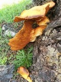 Gymnopilus ventricosus image