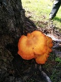 Gymnopilus ventricosus image