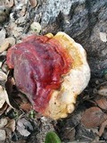 Ganoderma polychromum image