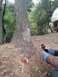 Ganoderma polychromum image